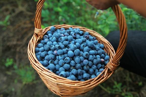 上海周边摘蓝莓好去处 新华网上海频道新闻