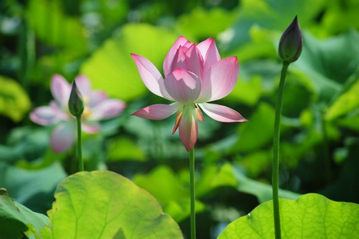 上海鲜花港9月_上海鲜花港_迎中秋厕拍2014年9月(4)