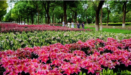 上海鲜花成_上海鲜花港_手捧鲜花