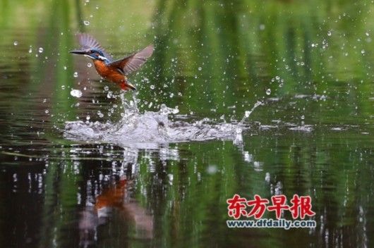 上海城里的野鸟:4大城市公园发现164种 年均有