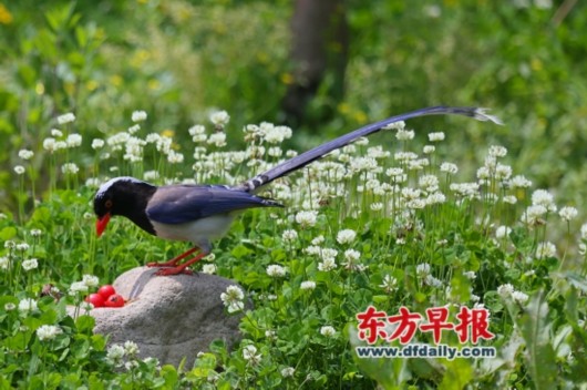 上海城里的野鸟:4大城市公园发现164种 年均有