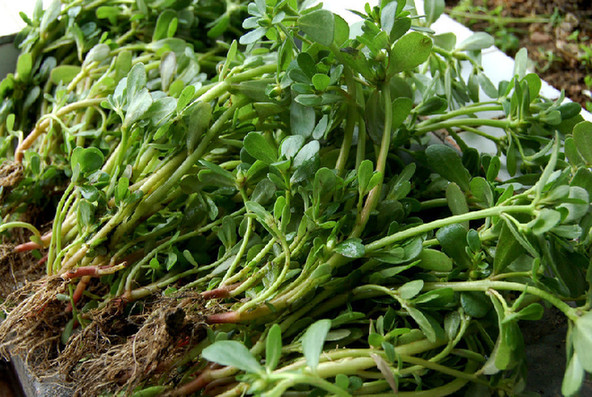 夏季下雨湿气重 想祛湿多吃这15种食物 新华网