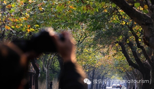 转载:寻访上海最美秋天的8个瞬间 - 石头 - 石头的博客