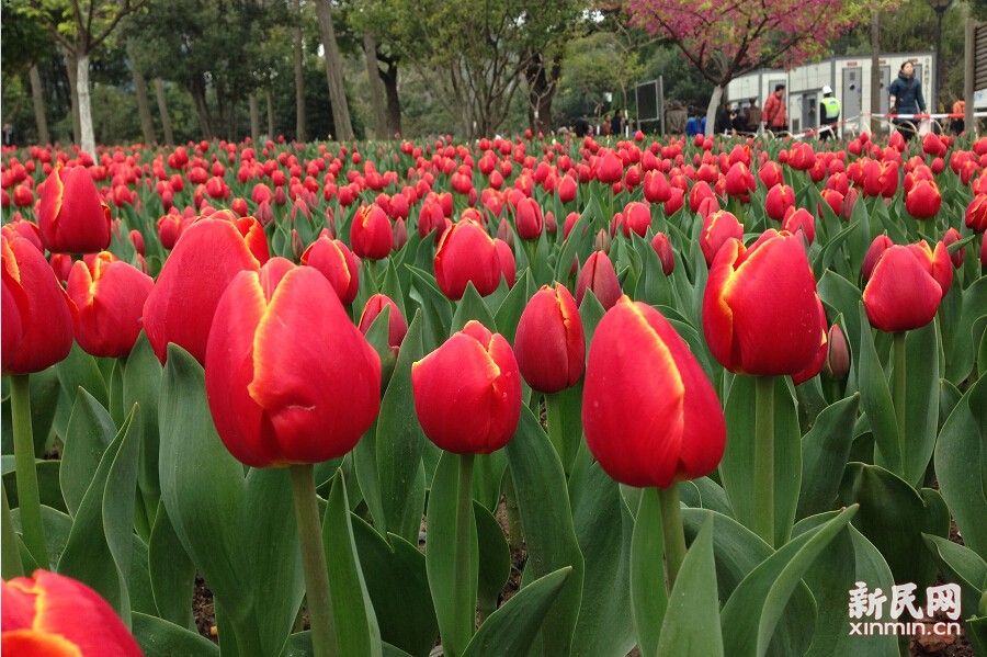 想看荷兰郁金香? 不用出国快来大宁灵石公园看
