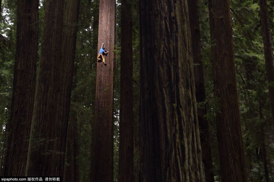 最强攀岩家徒手爬百米红杉树 令人膜拜