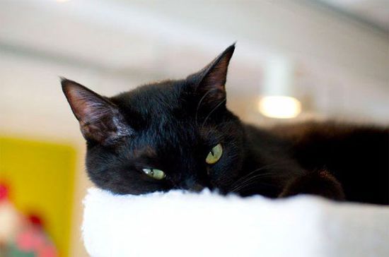 猫奴天堂 日本开全球首家黑猫咖啡馆