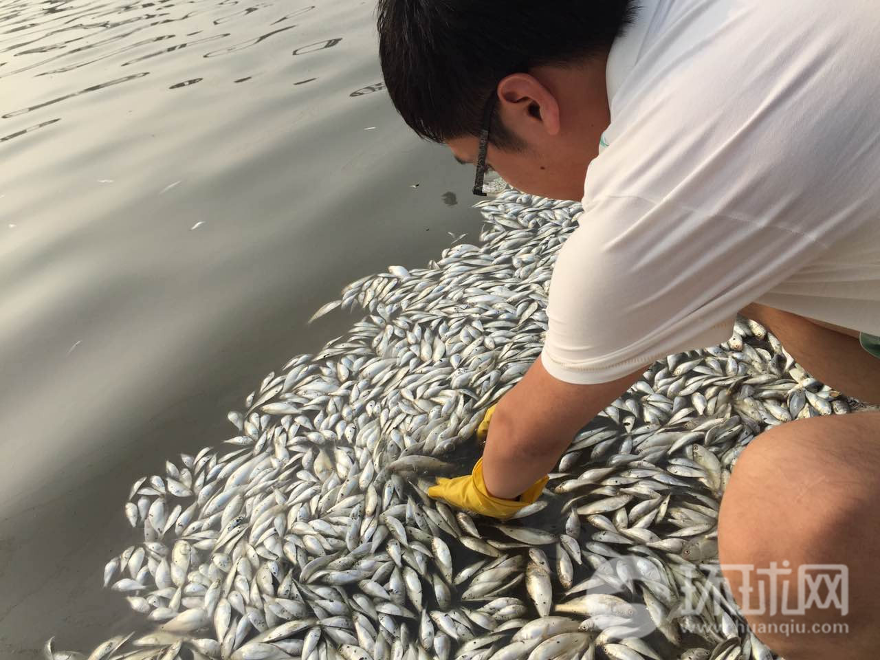 天津闸口海边出现大量死鱼 水产局人员现场取