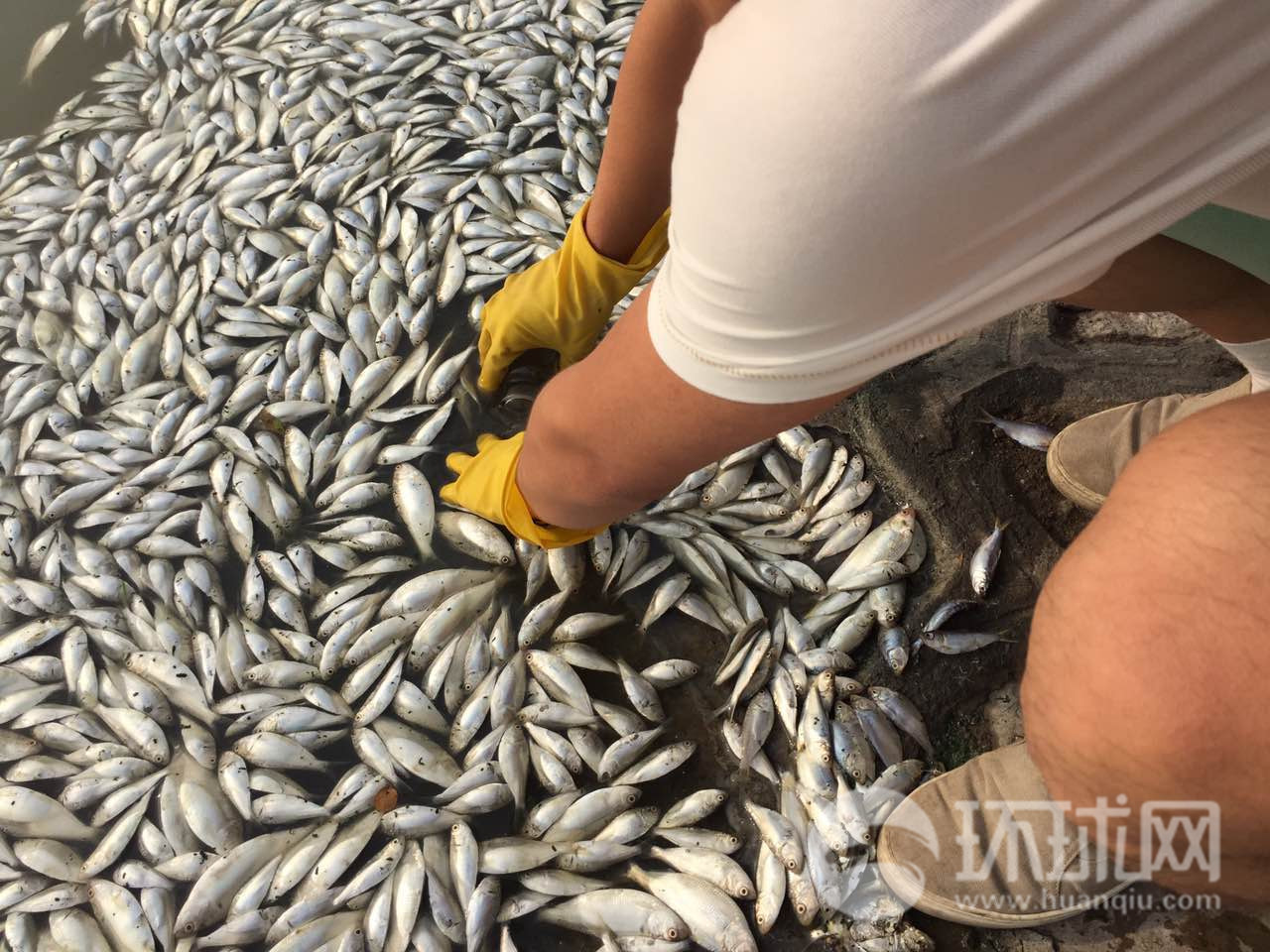 天津闸口海边出现大量死鱼 水产局人员现场取样