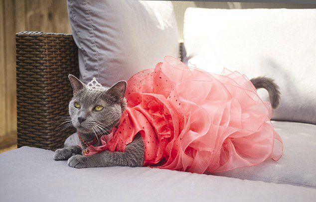 美15岁猫穿戴皇冠礼服庆祝自己成年