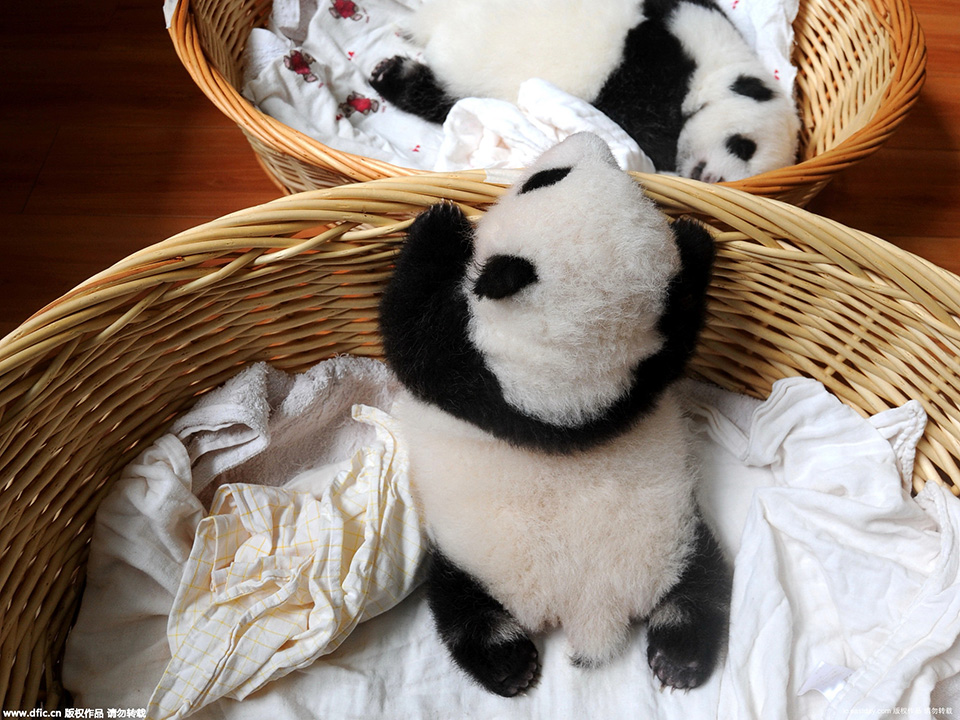 新生熊猫宝宝首次亮相 爬篮子越狱萌翻众人