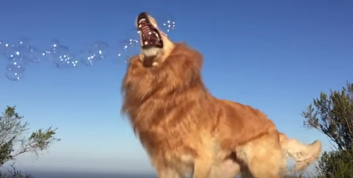 主人给狗狗拍特效视频 金毛爱犬一秒变狮子