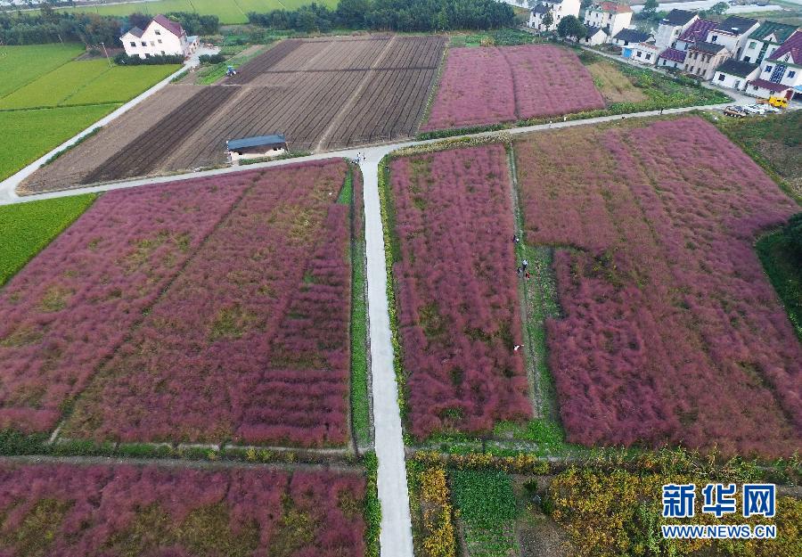  上海 郊区现 粉红田野 美哭网友_扬子晚报网
