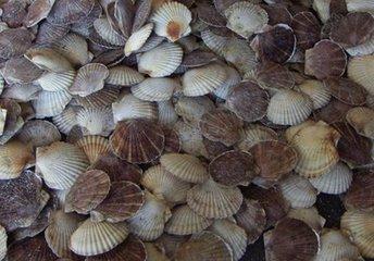 刘晓庆吃天价面条 三亚餐厅天价扇贝 宰客事件