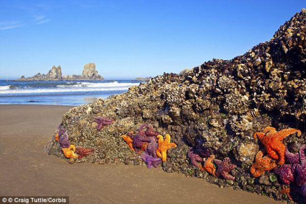 北美 百万海星染病 集体 自杀  用触手撕裂自己-新