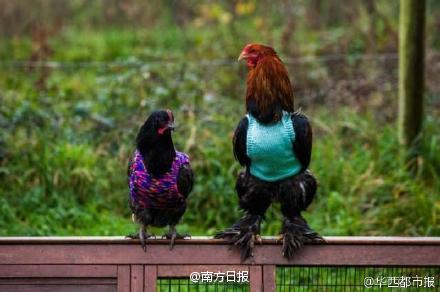 英国女子为鸡<em>织套头</em>衫过冬 动物穿上衣服都啥