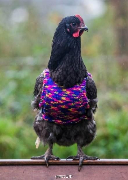 英国女子为鸡<em>织套头</em>衫过冬 动物穿上衣服都啥