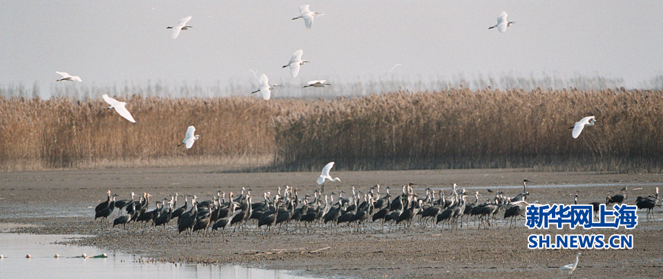 航拍上海崇明东滩湿地:人鸟共融的自然天堂