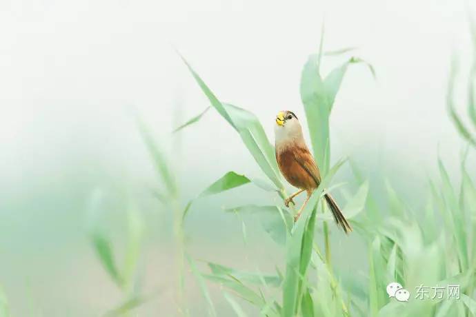 委员建议将震旦鸦雀列为上海市鸟 是只什么鸟
