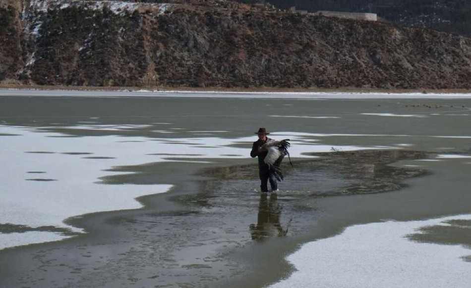 两男子蹬入-18℃冰窟救鹤　用体温捂热