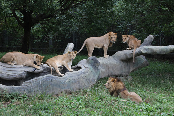 上海野生动物园开启"穿越猛兽区" 有可能与动物更近距离