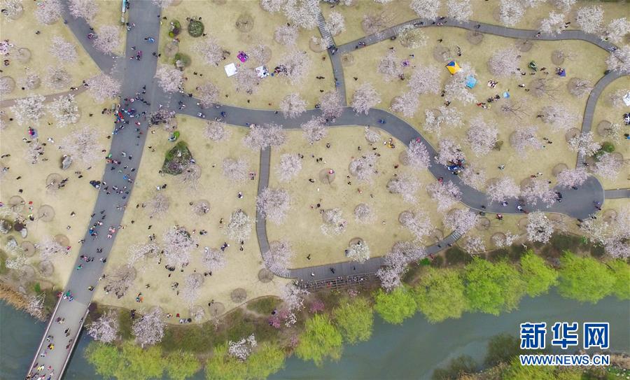 顾村人口_顾村公园(3)