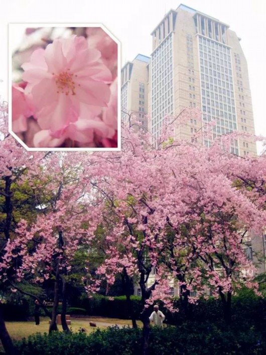 上海高校的花花世界 最小清新文艺范的赏花地