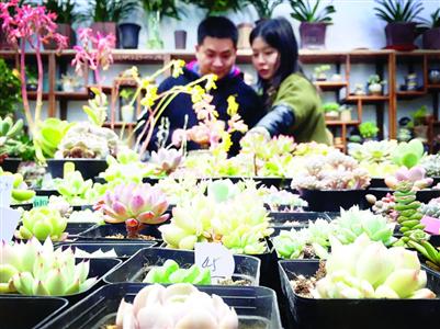 沪上多肉植物价格普遍下跌 专家:买贵的不如养