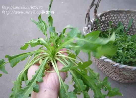 可以食用的野菜图片及名称 135219772_14588028511001n.jpg