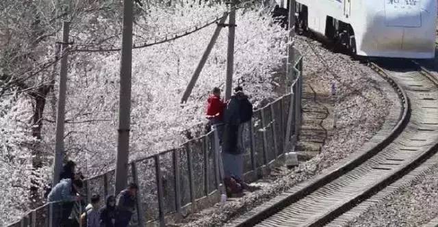 游客为拍摄 居庸关 花海跨越护栏逼停火车-新华