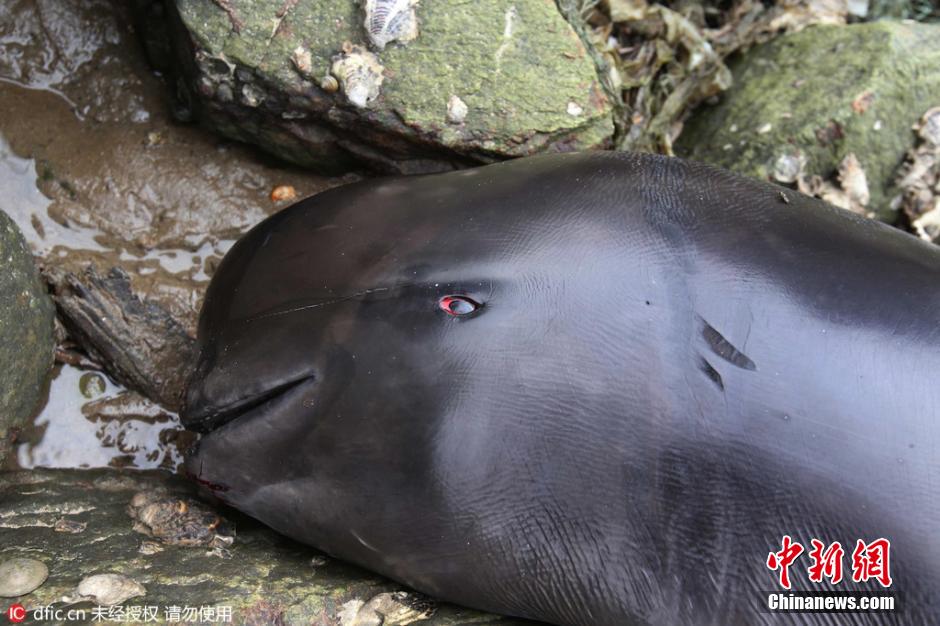 江苏连云港海边发现一死亡江豚 体长1.66米重