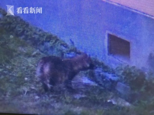 一丘之貉 光临沪某小区 与居民相安无事[图]