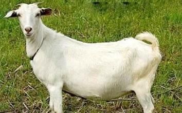 被命名为"长江三角洲白山羊",系全国重点保护和发展的家畜品种