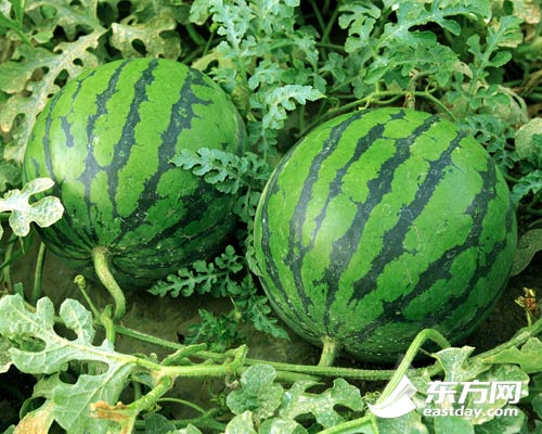 哪些美食最有上海 腔调 ? 沪16区十大乡土文化