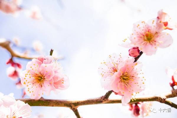 到日本看樱花的最佳时间和地点有哪些?