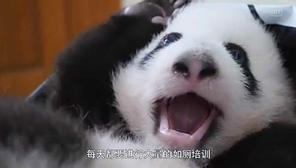 萌萌的熊猫上神下凡历劫 请备好痴汉脸迎接