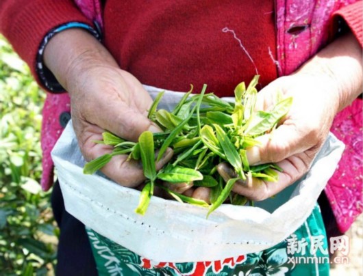 “谷雨茶防百病” 沪上最大茶园开采“上海本帮茶”