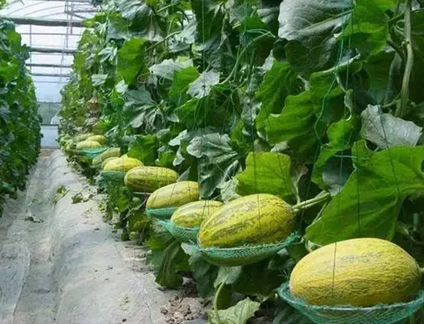 天气渐热 沪郊最好吃的西甜瓜上市啦