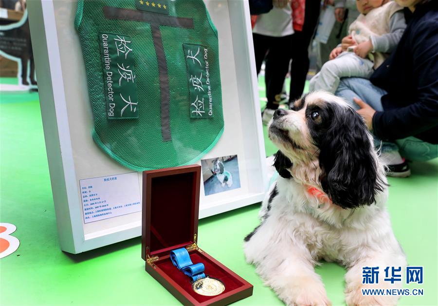 （新華視界）（2）五星級檢疫犬&ldquo;四眼&rdquo;退役