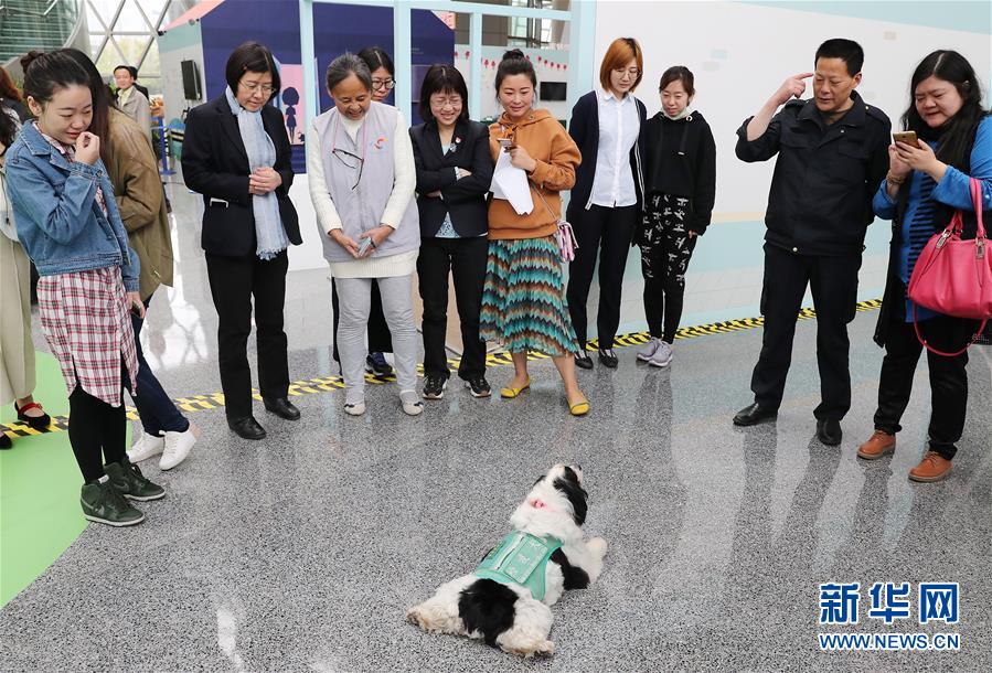 （新華視界）（3）五星級檢疫犬&ldquo;四眼&rdquo;退役