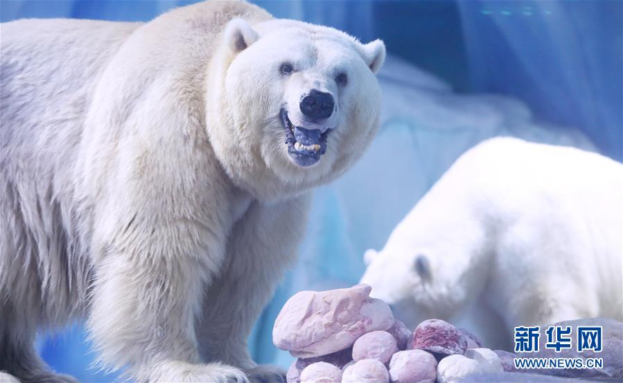 （環境）（1）北極熊歡樂度元宵