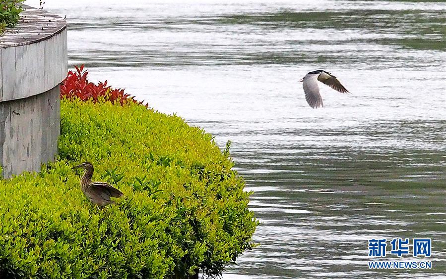 （環境）（2）水質改善蘇州河 踏青就在家門口