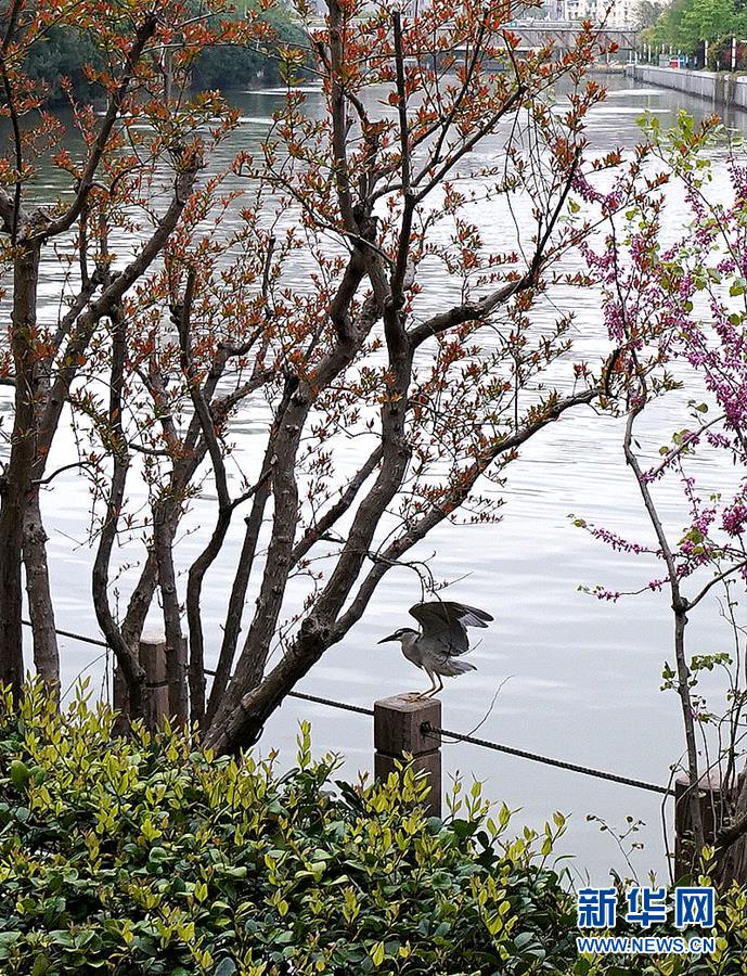 （環境）（3）水質改善蘇州河 踏青就在家門口