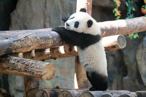 萌萌哒 上海野生动物园新生大熊猫嘉嘉仔满半岁已正式和游客见面 新华网