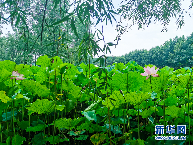 告别梅雨季 寻一处清凉 安放盛夏时光 新华网