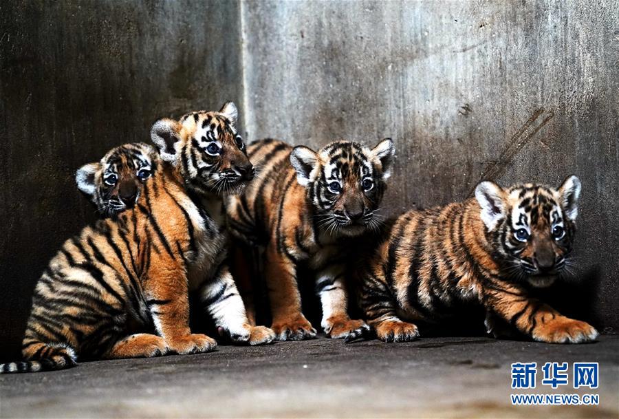 （新华视界）（1）上海动物园为华南虎宝宝征名