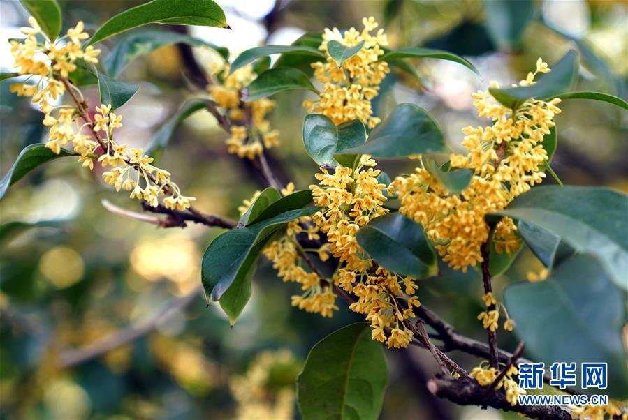 （新華視界）（2）上海：金秋桂花香