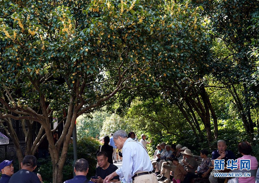 （新華視界）（3）上海：金秋桂花香