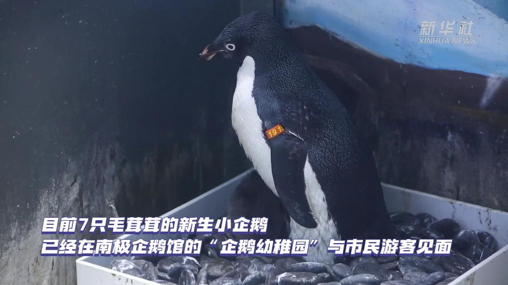 “萌新”报到！上海海昌海洋公园新添7只企鹅宝宝