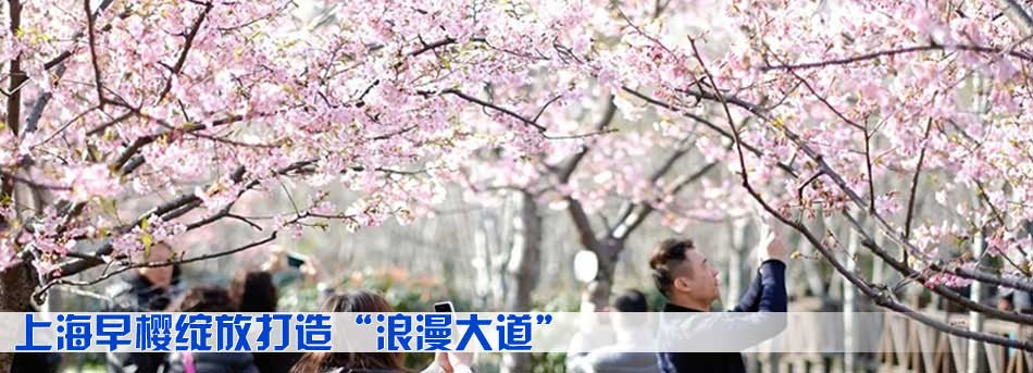 上海早櫻綻放打造&ldquo;浪漫大道&rdquo;