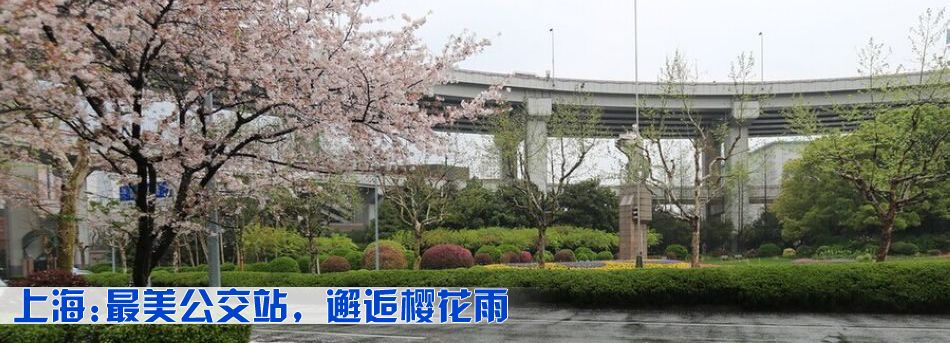 上海:最美公交站，邂逅櫻花雨